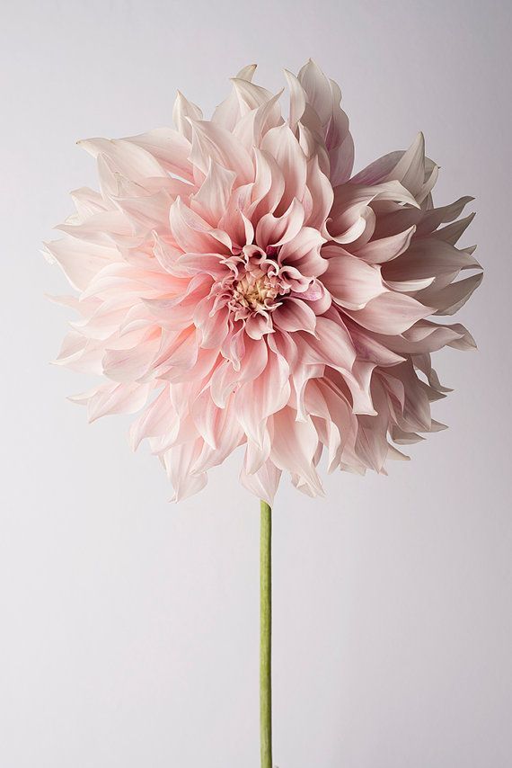 Dahlia Soap – Floral Luxury for Your Skin