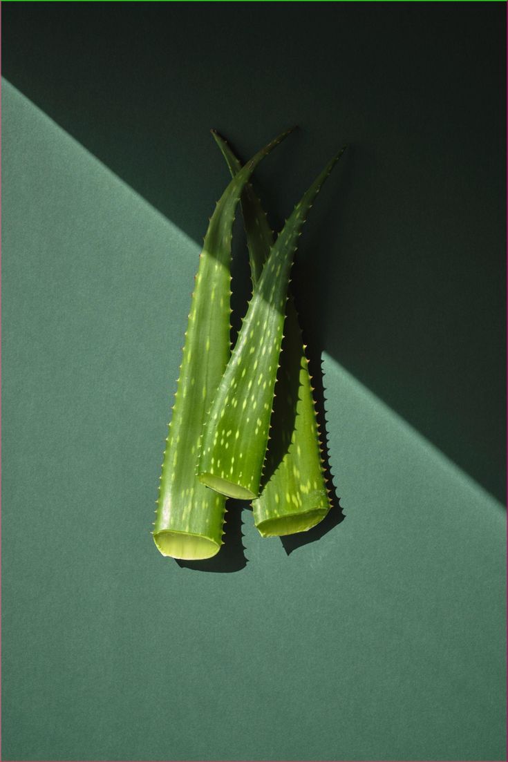Aloe Vera Soap – Hydration Straight from Nature