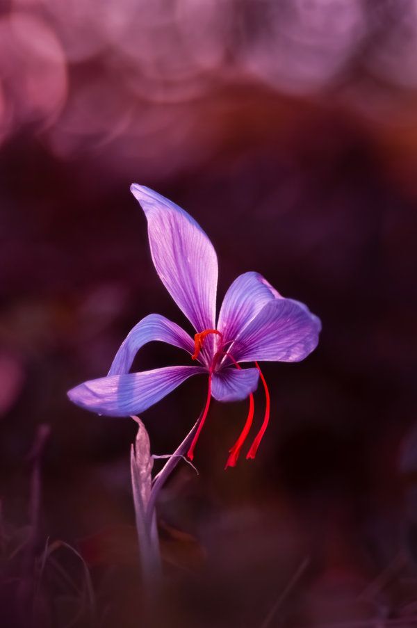 Saffron (Kesar)